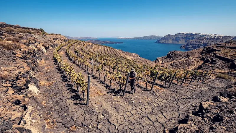 Food & Beverage 2026: The 5 Macro-Trends Reshaping the In... - Foto 4