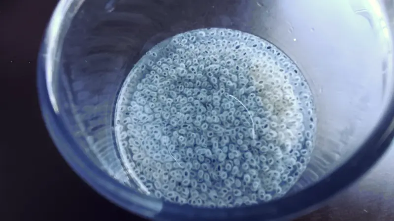Basil Seeds: the Asian Superfood That Supports Gut Health... - Foto 2